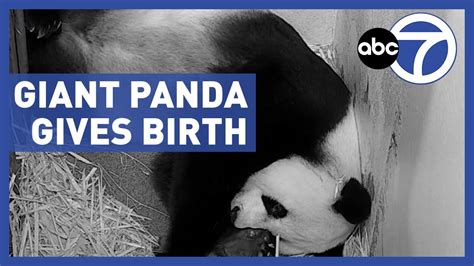 Giant Panda Mei Xiang Gives Birth To Tiny Cub Youtube