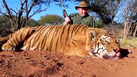 Slovak Hunter Faces Jail For Killing Endangered Tiger And Importing It Home Zenger News