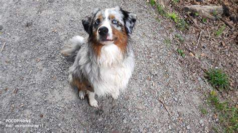 Mini Australien Shepherd Haibach Aschaffenburg Bayern Haustier