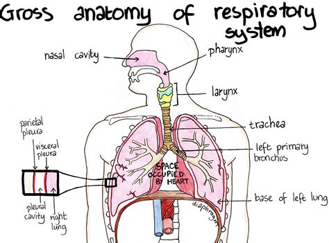 Anatomy Of The Respiratory System Images Galleries