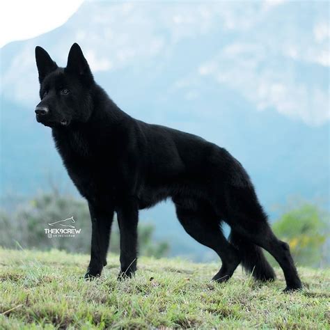 German Shepherd On Instagram “so Regal 😍😍 Follow Snyron 👉 Thek9crew