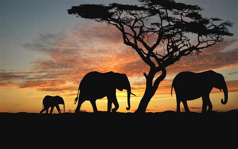 Wallpaper African Savanna Elephants Sunset Silhouette Posted By Ethan Cunningham