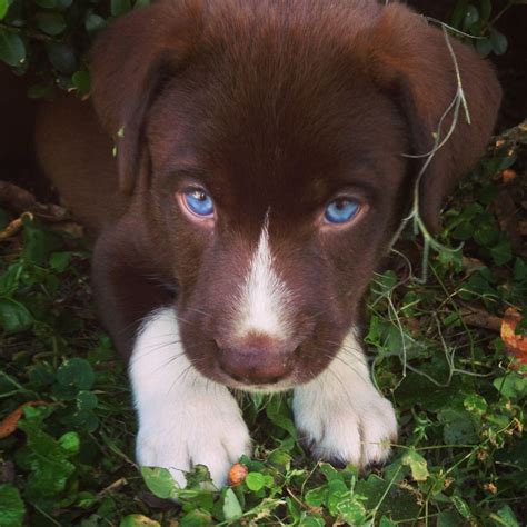 It takes awhile to uncover puppies' true eye colors, which can range from brown to amber to the rare permanent blue color. Husky mix! Those blue eyes!! | love | Pinterest | Eyes ...