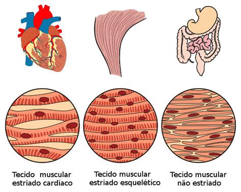 4 Tipos De Tecidos Do Corpo Humano