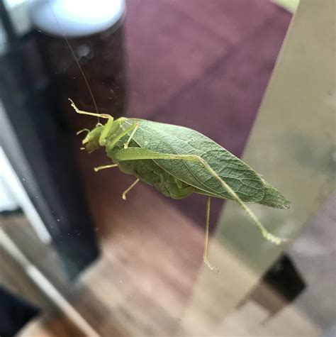 This Grasshopper That Looks Like A Leaf Rmildlyinteresting