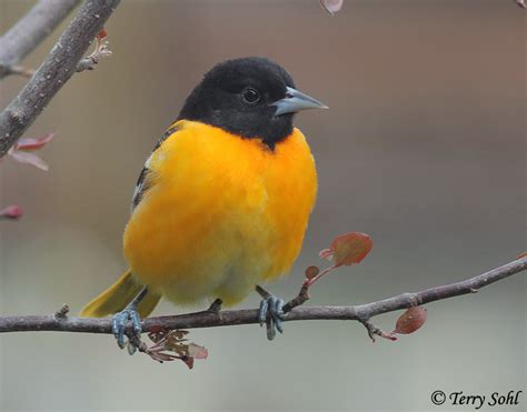 Baltimore Oriole South Dakota Birds And Birding