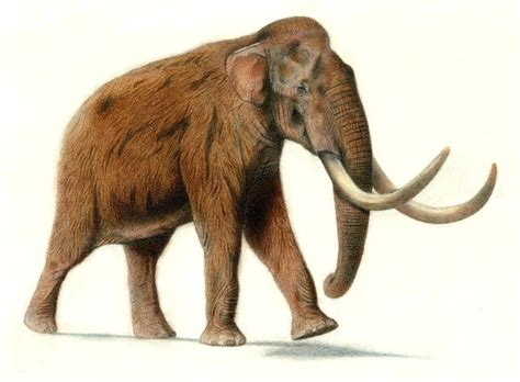 Art Illustration Prehistoric Mammals Mammuthus Is An Extinct Genus