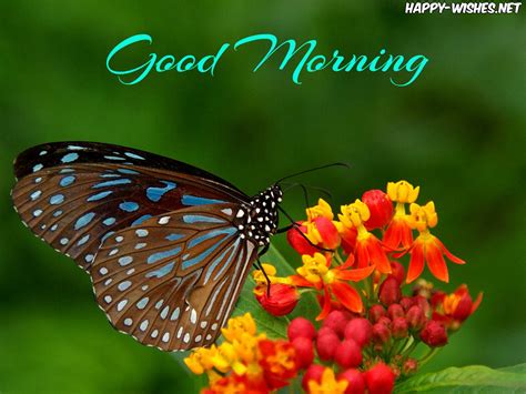 30 Good Morning With Butterfly Images And Quotes