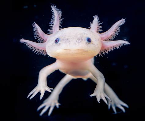 Laxolotl