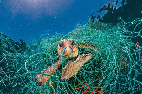 Removing Ghost Nets Vital For Australias Marine Health Australian