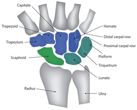 Figure Wrist Joint Anatomy Anatomy Includes StatPearls NCBI Bookshelf