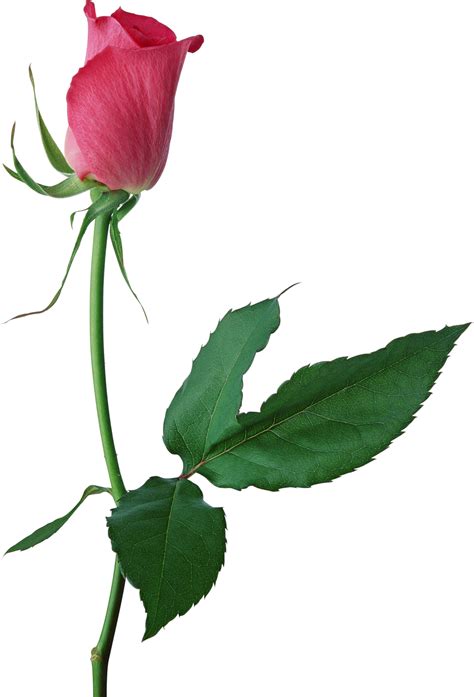 Rose Buds Clipart 20 Free Cliparts Download Images On Clipground 2024