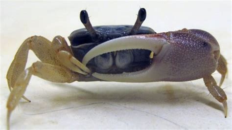 Why Do Fiddler Crabs Have Such Ridiculously Large Claws