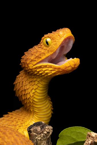 Bush Viper Snake With Open Mouth Stock Photo Download Image Now Istock