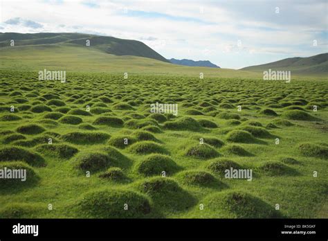 Mounds Of Grass On A Landscape Mongolia Stock Photo Alamy