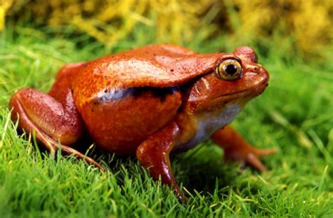 Best Frogs For First Time Frog Owners Petmd Pet Frogs Types Of