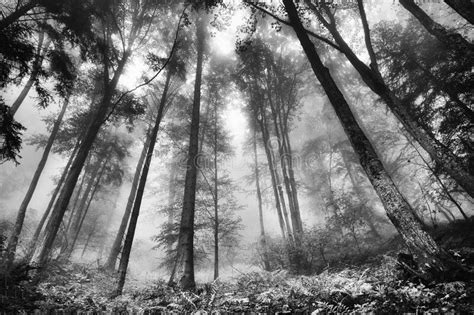 Summer Forest In The Mountains Fog In The Forest Stock Image Image