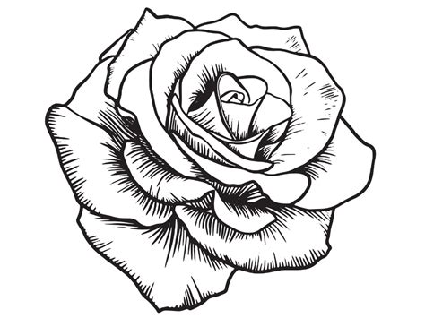 Vintage Black Rose Outlineline Etsy Rose Outline Drawing Rose