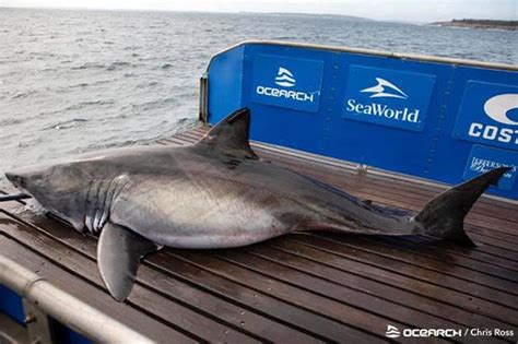Queen Of The Ocean A Great White Shark 17 Ft Long Evades Capture And
