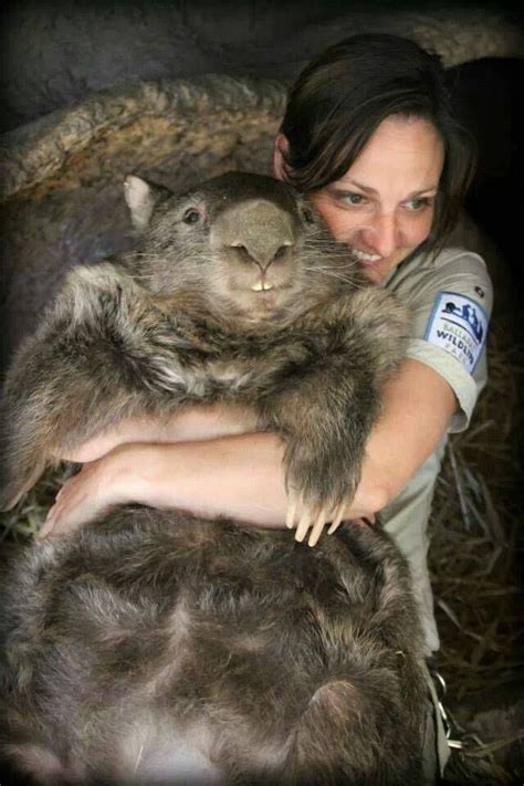 Meet The Worlds Oldest And Largest Wombat Who Is A Virgin At 29