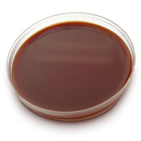 Chocolate Agar Principles Composition Preparation Uses And Colony