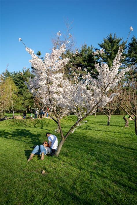 Bucharest In The Spring Time Japanese Garden In Herastrau Park