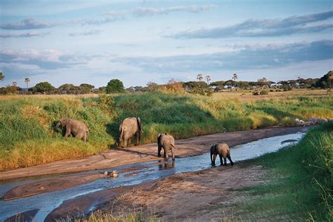 Tarangire National Park, Tanzania Tours and Safaris