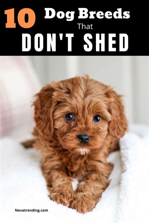 Top 10 Dog Breeds That Don T Shed Or Smell Small Dog Breeds That Don T