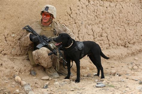 Free Images Canine Military Love Portrait Soldier Usa Affection