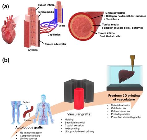 Freeform 3d Printing Of Vascularized Tissues Challenges And Strategies