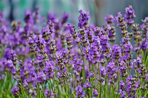 Free Images Nature Blossom Meadow Flower Purple Bloom Herb