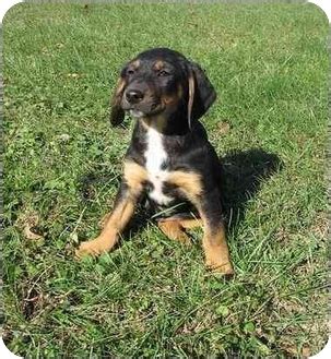 Redbone coonhound vs labrador retriever breed comparison. Roland | Adopted Puppy | Piedmont, MO | Black and Tan Coonhound/Labrador Retriever Mix