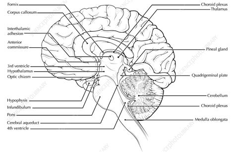 Brain Midsagittal View Stock Image C0249846 Science Photo Library
