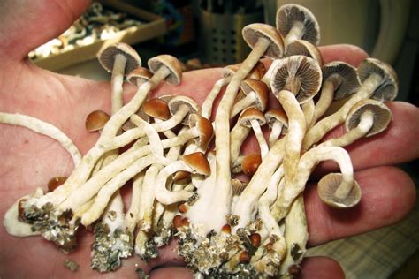 Psilocybin Could Be Legal For Therapy By 2021 Rolling Stone