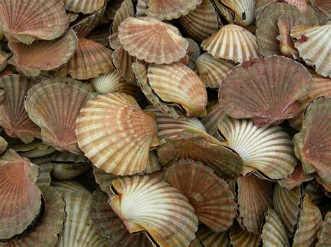 A Time Of Recovery For Scallops In The Channel Institute For Marine