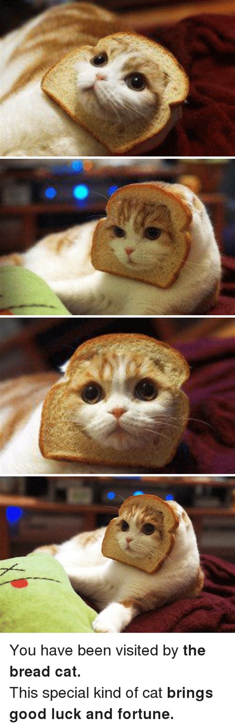 25 Best Memes About Bread Cat Bread Cat Memes