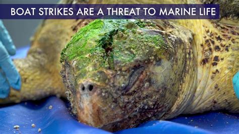 Boat Threats To Marine Life Youtube