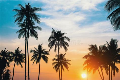 Palm Trees Silhouettes During Sunset Nature Stock Photo Image Of