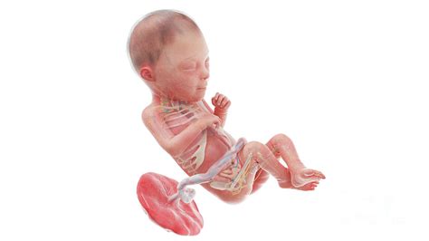 Human Foetus Anatomy At Week 23 Photograph By Sebastian Kaulitzki