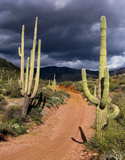 Arizona Cactus Arizona Cactus Desert Landscaping Nature Photography
