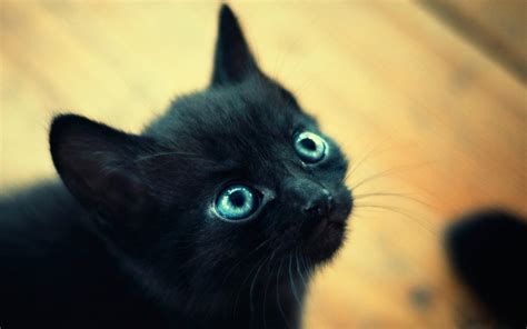 Beautiful Little Black Cat With Blue Eyes Wallpapers And Images