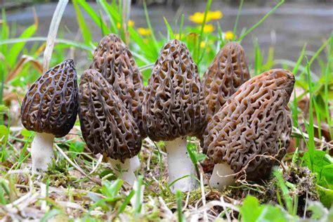 How To Grow And Care For Morel Mushrooms