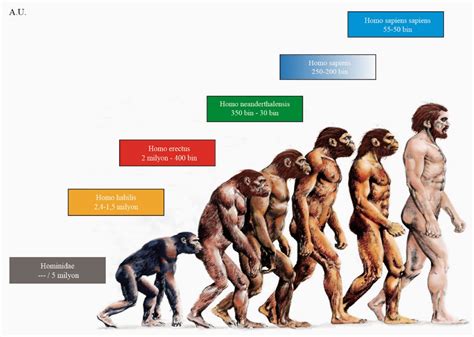 Human Evolution Chart Homo Habilis Buddha Artwork Photo Exhibit