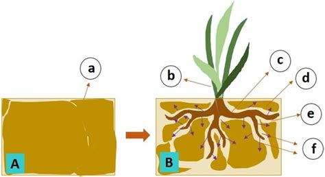 Diagrammatic Representation Of The Mechanism By Which Plant Roots Make