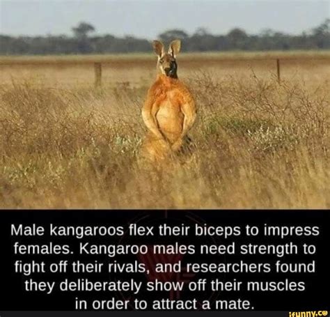 Male Kangaroos Flex Their Biceps To Impress Females Kangaroo Males Need Strength To Fight Off