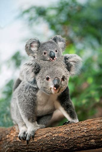 Koala Mother Carrying Joey On Back In Tree By The Animal Effect