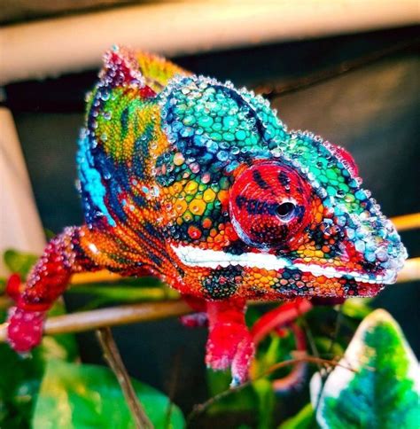 25 Interesting And Cool Facts About Chameleon Chameleon Pet Colorful