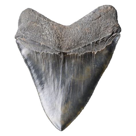 Extremely Large Megalodon Shark Tooth For Sale At 1stdibs
