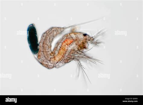 Copepods Copepoda Hi Res Stock Photography And Images Alamy