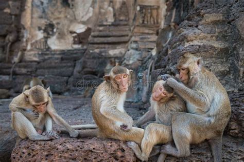 Cuatro Monos Que Se Preparan Foto De Archivo Imagen De Sentada Asia